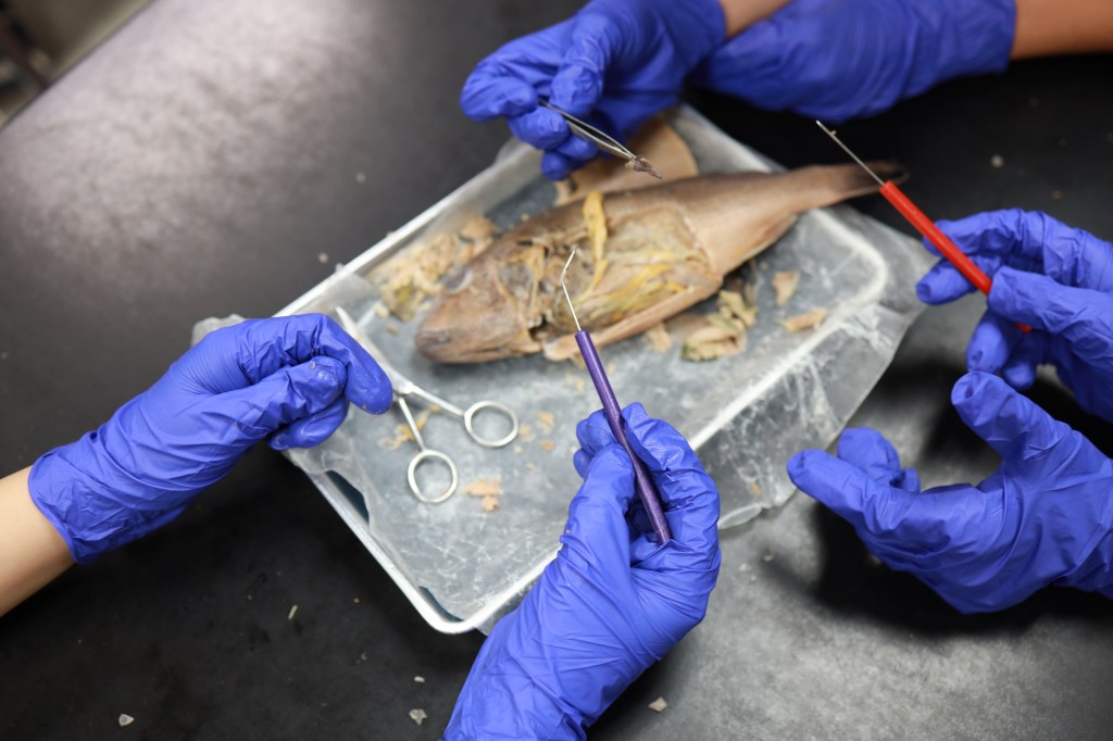 Zoology: The Class Students Love (Just Maybe Not Before&nbsp;Lunch)